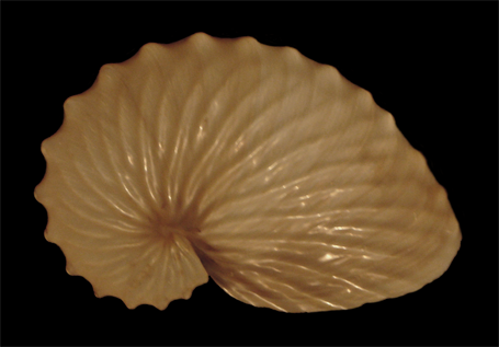 Argonauta hians